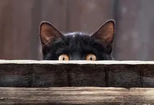 cats Art HD Wallpaper