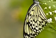 butterflies Art HD Wallpaper