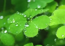1080x1920 px leaves Art HD Wallpaper