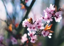 1920x1080 px blossom blossoms Spring Trees Art HD Wallpaper