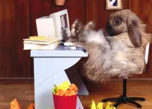 1920x1200 px animals computer funny office rabbits tech Art HD Wallpaper