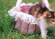 1920x1080 px baby cat cats Kitten Art HD Wallpaper