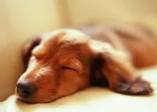 1600x1200 px animals dogs puppies Art HD Wallpaper