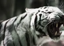 1920x1200 px cats fangs pattern stripes Tiger Art HD Wallpaper