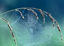 1600x1200 px nature spider Webs Art HD Wallpaper