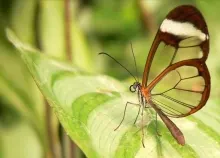 1366x768 px animals butterflies insects Art HD Wallpaper