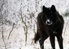 1920x1080 px black winter wolf Art HD Wallpaper