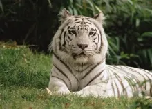 1920x1080 px animals Bengal Tigers white Art HD Wallpaper