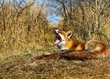 1680x1050 px animals foxes nature wildlife Art HD Wallpaper