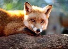 1440x960 px animals foxes nature wildlife Art HD Wallpaper