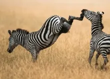 1920x1200 px grass Kick nature zebra Art HD Wallpaper