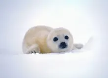 1920x1200 px animals Antarctica baby backgrounds nature Seals snow Art HD Wallpaper
