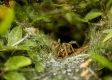 1600x1167 px closeup insects macro nature Spiders Zoom Art HD Wallpaper