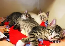 2048x1367 px 27 baby cat cats cute kittens Art HD Wallpaper