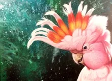 1992x1489 px 22 bird cockatoo parrot tropical Art HD Wallpaper