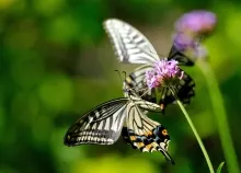 2048x1360 px ature butterflies butterfly flowers insects macro plants Art HD Wallpaper