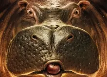 1986x1497 px animals Apples art CG Conti digital eyes Fave fruit funny Hippo humor pedro pov Art HD Wallpaper
