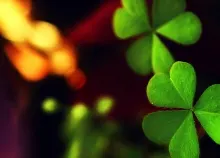 1920x1200 px Clover Green leaf macro Art HD Wallpaper