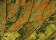 1815x1361 px art colors Creation digital Materiaux nature Texture Webmaster Art HD Wallpaper