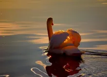 1920x1200 px animals birds feathers lakes Ponds reflection Ripple shine sunlight swans water wildlif Art HD Wallpaper