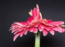 1920x1200 px flowers nature Pink Art HD Wallpaper