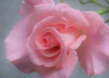 1680x1050 px flowers Pink rose Art HD Wallpaper