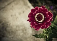 1920x1200 px flowers nature Art HD Wallpaper