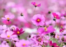 2560x1600 px Beautiful flowers Purple Art HD Wallpaper
