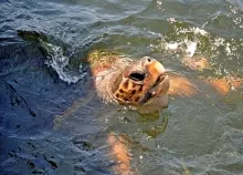 2560x1600 px turtles water Art HD Wallpaper