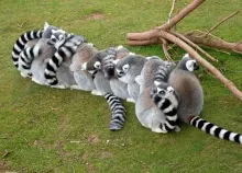 1600x1200 px baby couple family happy hug Hugging lemur love men mood Mother People women Art HD Wallpaper