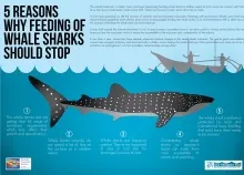 3501x2482 px ocean sea shark underwater Whale Art HD Wallpaper