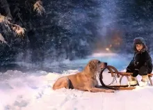 1920x1080 px animals children christmas dogs forest friends Fun holidays Lights love mood night phot Art HD Wallpaper