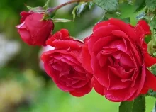 3840x2164 px drops emotions flowers garden life love nature rain red romance roses Spring Art HD Wallpaper