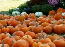 2354x1470 px autumn halloween landscape leaf leaves nature Pumpkin Thanksgiving Trees Art HD Wallpaper