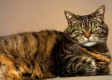 2000x1333 px cat eyes Green tabby Art HD Wallpaper