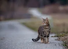 2048x1367 px bokeh cat kitty Art HD Wallpaper