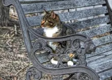 1440x900 px bench cats hdr photography Art HD Wallpaper