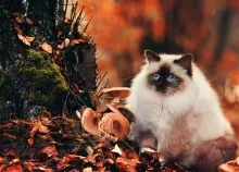 1920x1080 px animal autumn blue cat cute eyes forest kitty Art HD Wallpaper