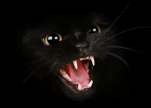 1680x1050 px cat Art HD Wallpaper