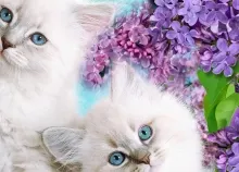 1680x1050 px baby cat cats cute Kitten kittens Art HD Wallpaper