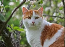 1920x1200 px cat red tree Art HD Wallpaper