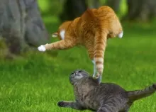 1920x1200 px animal cats fight grass kittens meadow Playful Art HD Wallpaper