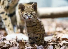 3952x2965 px animals baby Big cats cute glance Kitten Leptailurus serval Art HD Wallpaper