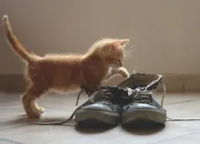 2560x1600 px baby cat cats cute Kitten kittens Art HD Wallpaper