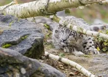 2048x1365 px baby Carnivore cat Cub Kitten leopard muzzle snow wild Art HD Wallpaper