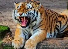 1920x1080 px Asian cat cats fantasy Jungle nature Oriental predator Tiger Art HD Wallpaper