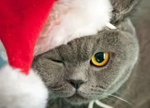 1920x1200 px cats christmas eye holidays seasonal Art HD Wallpaper