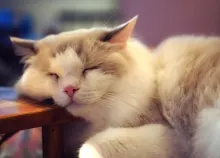 2560x1880 px animals cats mimi Art HD Wallpaper