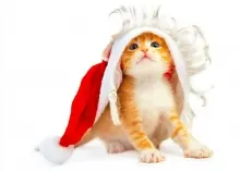 1920x1200 px cats christmas holidays seasonal Art HD Wallpaper