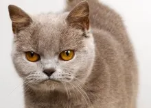 1600x1200 px animals cats Art HD Wallpaper